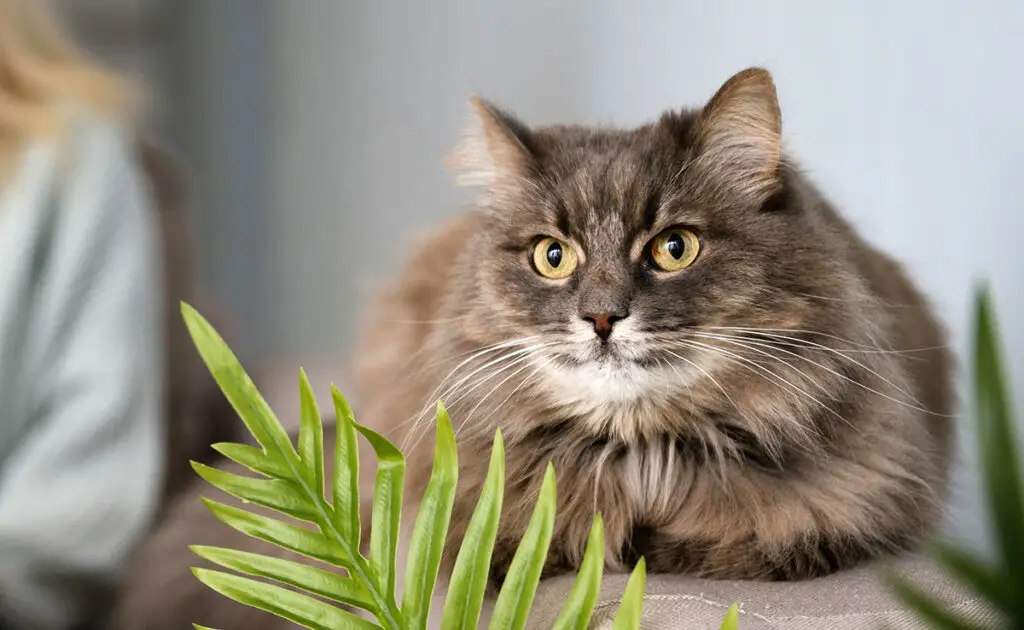 Wat is het karakter van de appartementkat? 1 caractere chat appartement 084829 1200 738