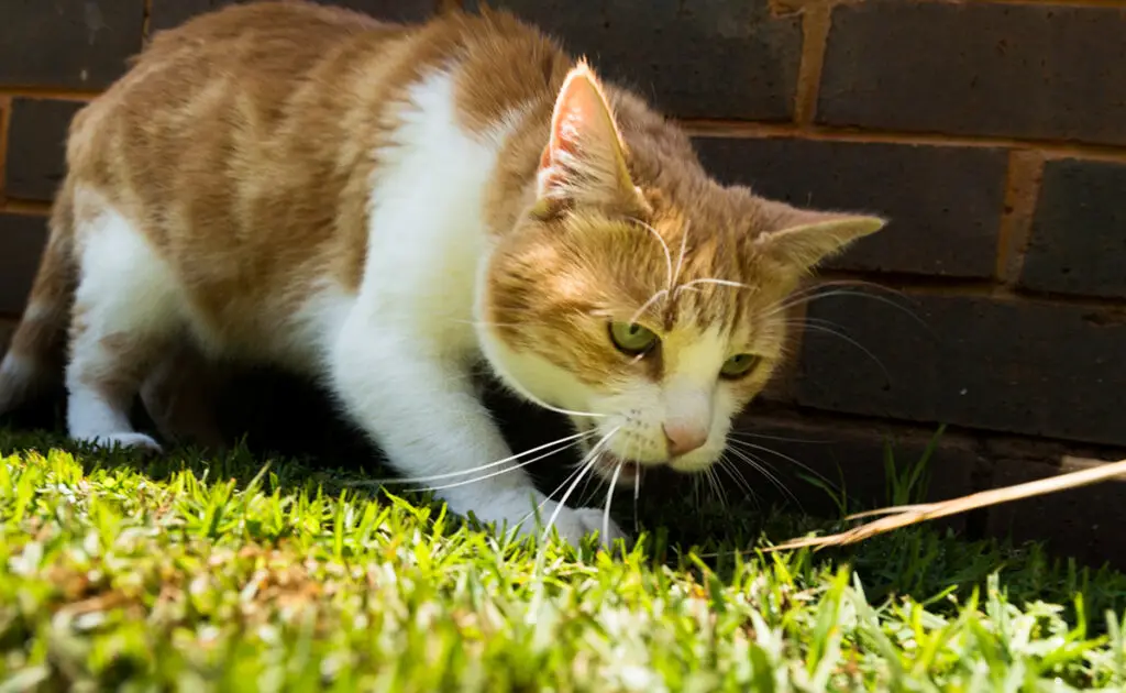 Mijn kat begraaft zijn eten: is dit normaal gedrag? 1 chat enterre nourriture 061101 1200 738