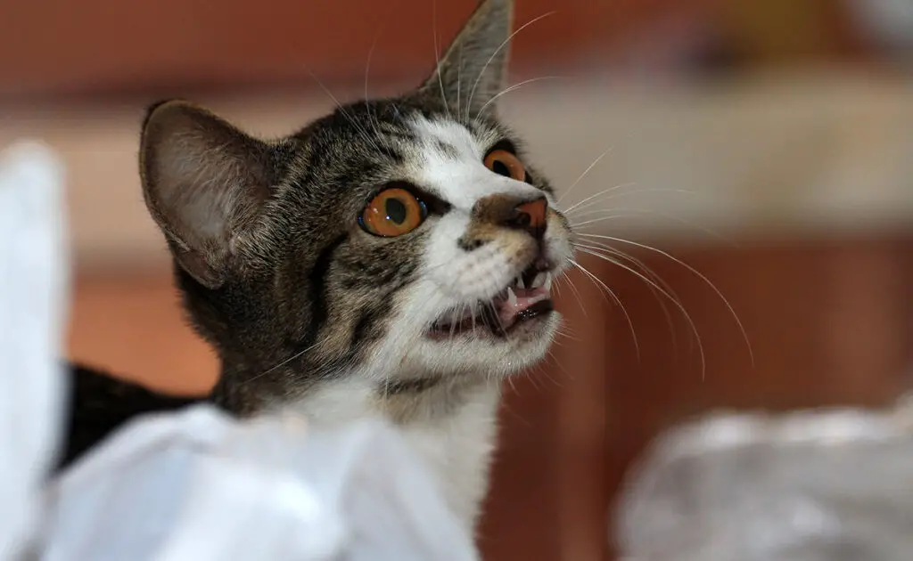 chat grand bavard 061702 1200 738