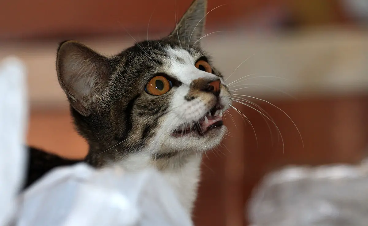 chat grand bavard 061702 1200 738