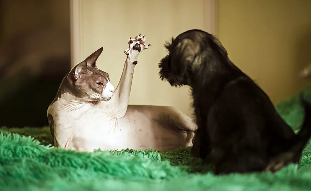 Mijn kat is jaloers op mijn hond! Hoe beheren? 1 chat jaloux chien 082657 1200 738