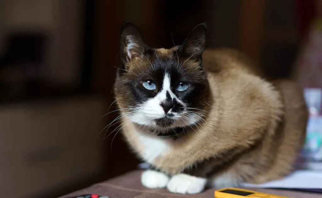 Mijn kat laat me nooit alleen: hoe kan ik hem autonomie leren? 3 chat jamais tranquille 065535 1200 738