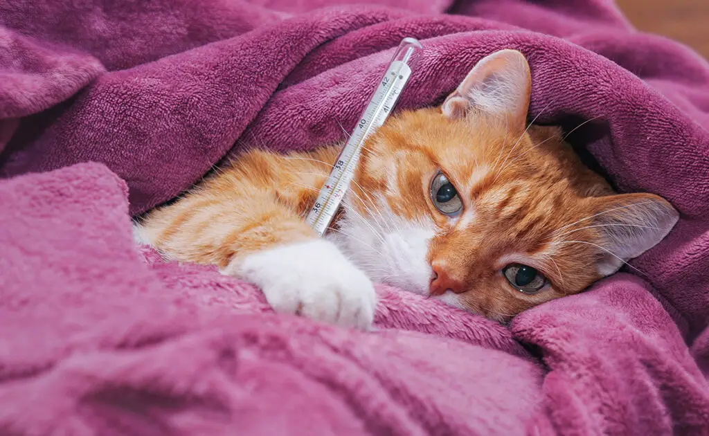 chat malade 065447 1200 738