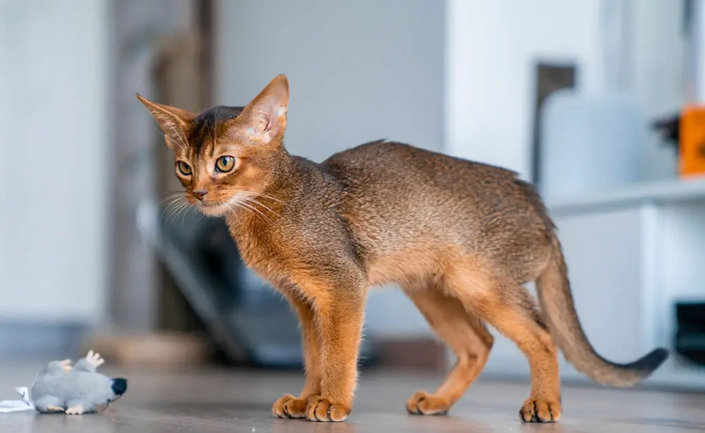 Mijn kat heeft een kakkerlak gegeten! Moeten we ons zorgen maken? 1 chat mange cafard 084509 1200 738