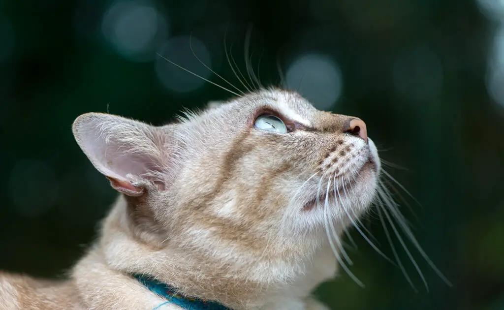 Mijn kat legt zijn oren naar achteren: wat bedoelt hij? 1 chat oreille arriere 070958 1200 738