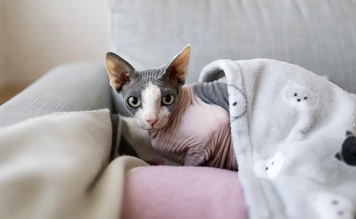 chat supporte pas froid 063321 1200 738