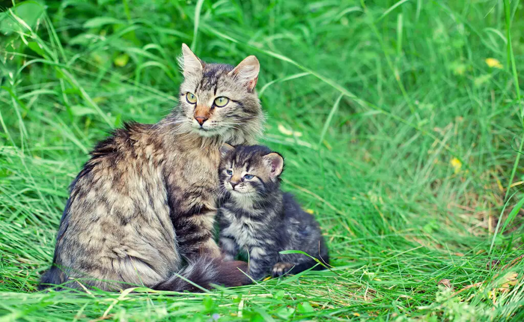 Scheldt een kat haar kittens uit als ze iets stoms doen? Hoe doet ze het? 1 chate gronde chaton 081220 1200 738