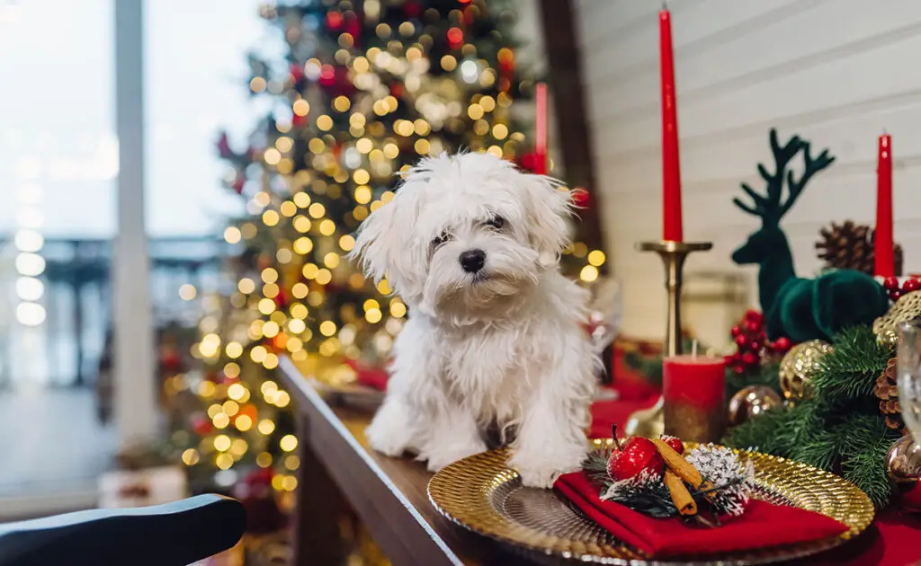 12 voorzorgsmaatregelen die u met uw hond moet nemen tijdens de eindejaarsvakantie! 1 chien fete fin annee 062255 1200 738