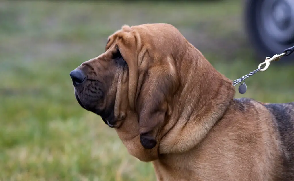 Wat is een bloedhond? Wat zijn de belangrijkste getroffen rassen? 1 chien sang 100125 1200 738