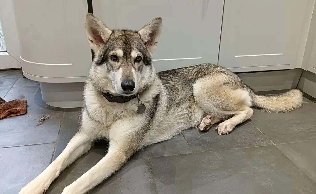 Waarom ruikt mijn hond vies? Mogelijke oorzaken en hoe u het probleem kunt oplossen 3 chien sent mauvais 070027 1200 738