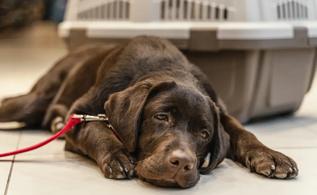 Hoe kunt u uw hond verlichten in geval van pijn voordat u naar de dierenarts gaat? 2 chien souffrant 085105 1200 738