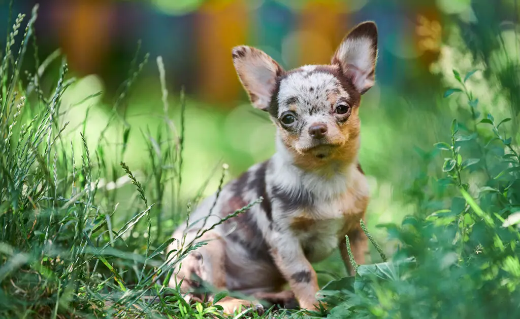 Is de Chihuahua een hond geschikt voor een gezin met jonge kinderen? 2 chihuahua famille 095240 1200 738