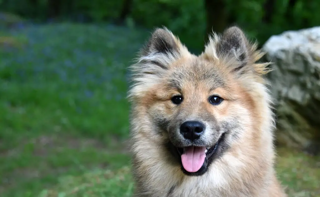 Een Eurasier opvoeden: 10 tips en goede onderwijspraktijken! 2 eduquer eurasier 062939 1200 738