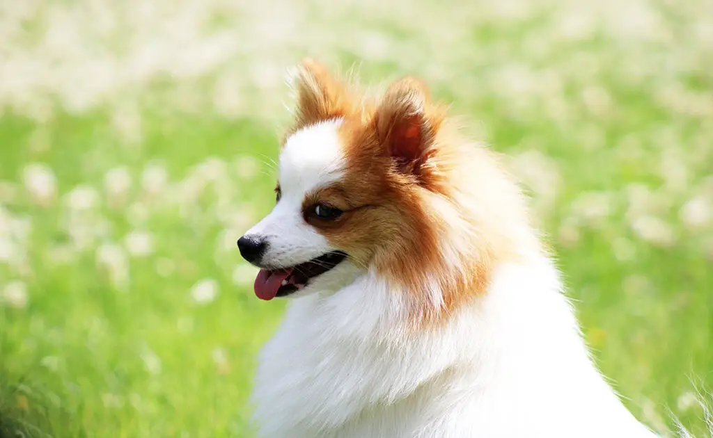 eduquer spitz allemand 063723 1200 738