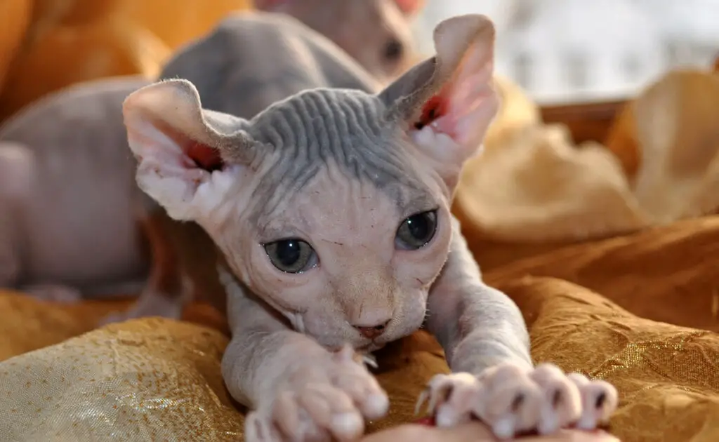 Elfkat: karakter, opleiding, gezondheid, prijs | Kattenras 1 elf cat 063109 1200 738