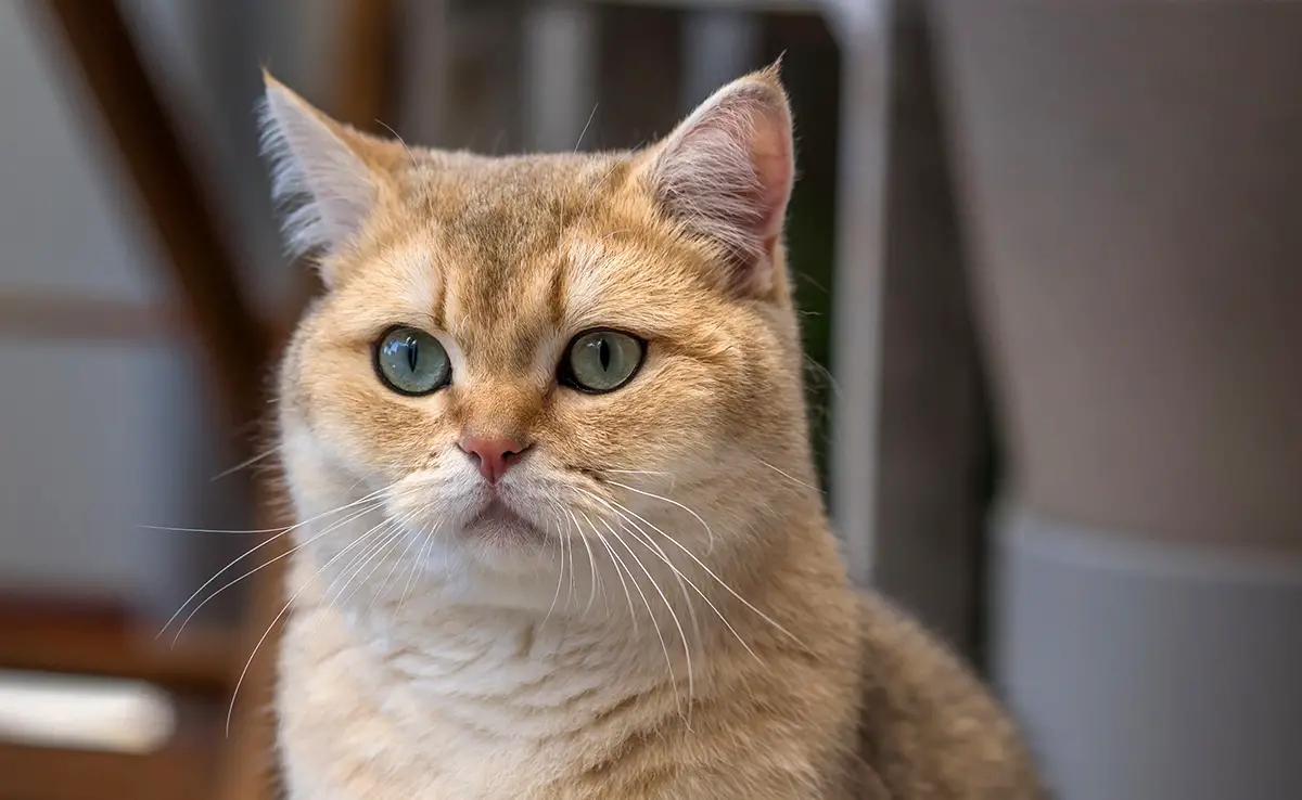 esperance vie british shorthair 084049 1200 738