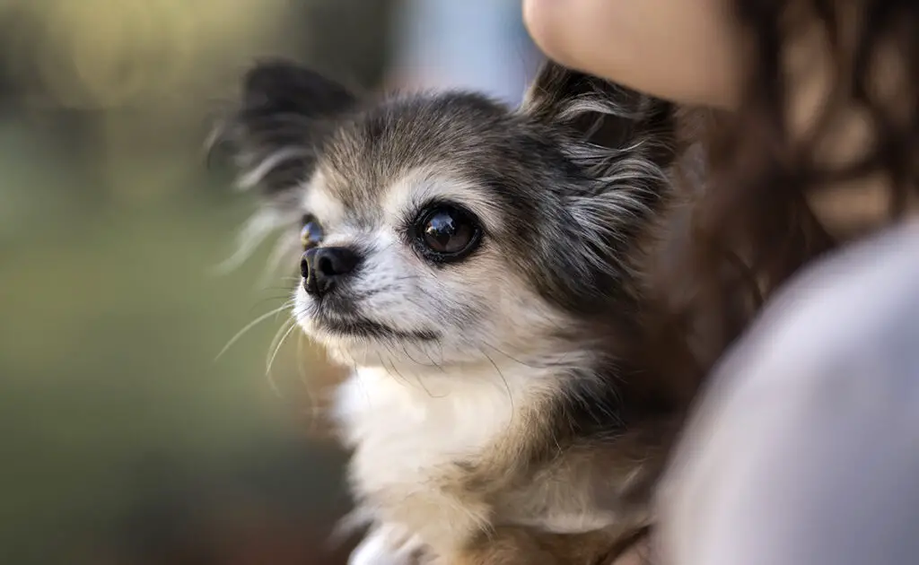 Wat is de levensverwachting van de Chihuahua? Hoe lang leeft hij eigenlijk? 1 esperance vie chihuahua 083841 1200 738