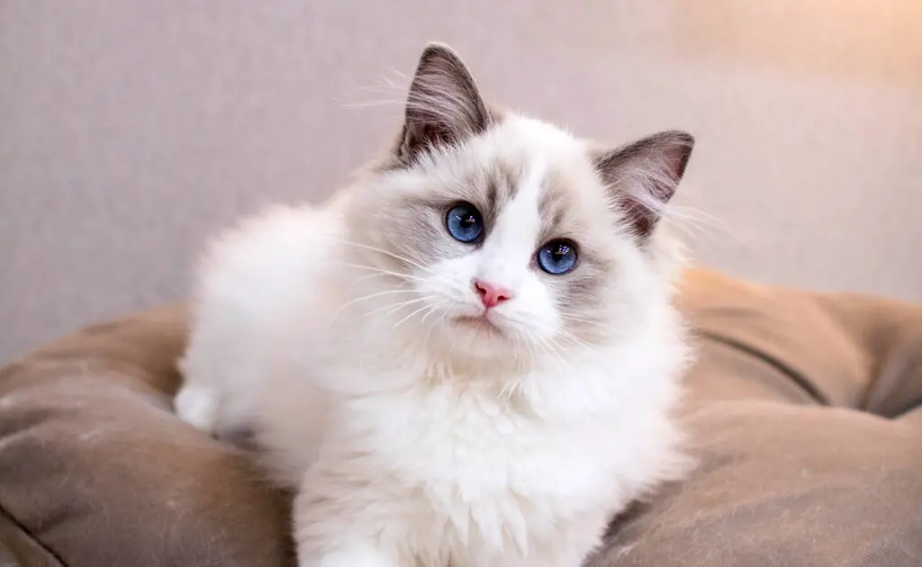 Wat is de levensverwachting van de Ragdoll? Hoe lang leeft hij? 1 esperance vie ragdoll 070800 1200 738