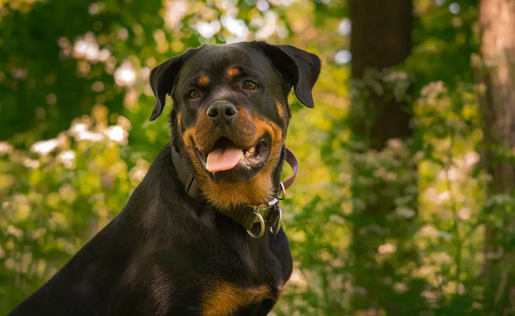 Wat is de levensverwachting van de Rottweiler? 4 esperance vie rottweiler 084227 1200 738