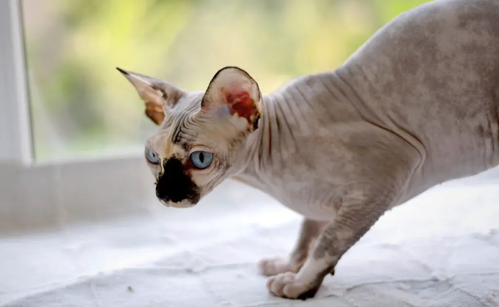 Wat is de levensverwachting van de Sphynx? Hoe lang leeft hij? 1 esperance vie sphynx 085808 1200 738