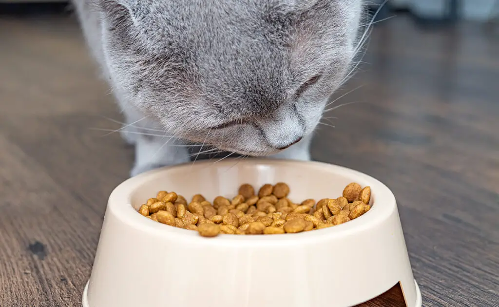 Zijn vezels nodig in het dieet van een kat? In welke hoeveelheid? 1 fibre alimentation chat 082743 1200 738