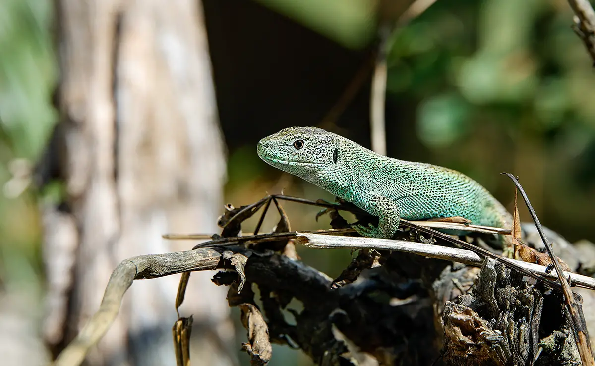 Wat is herpetologie? Hoe word je een herpetoloog?