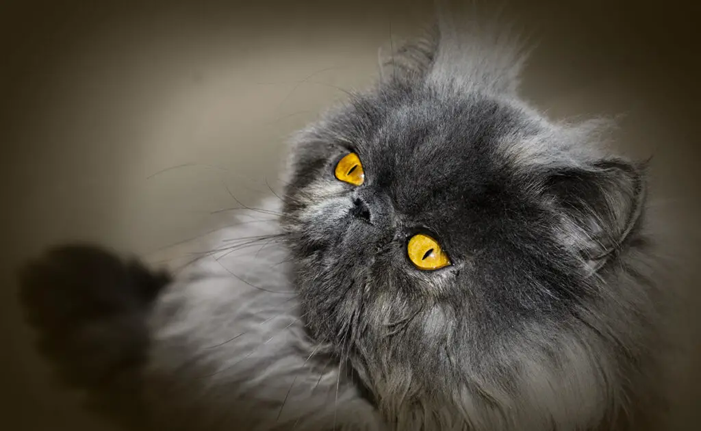 Hypertypes bij katten, een reëel gevaar voor bepaalde rassen: verklaringen! 1 hypertype chat 085432 1200 738