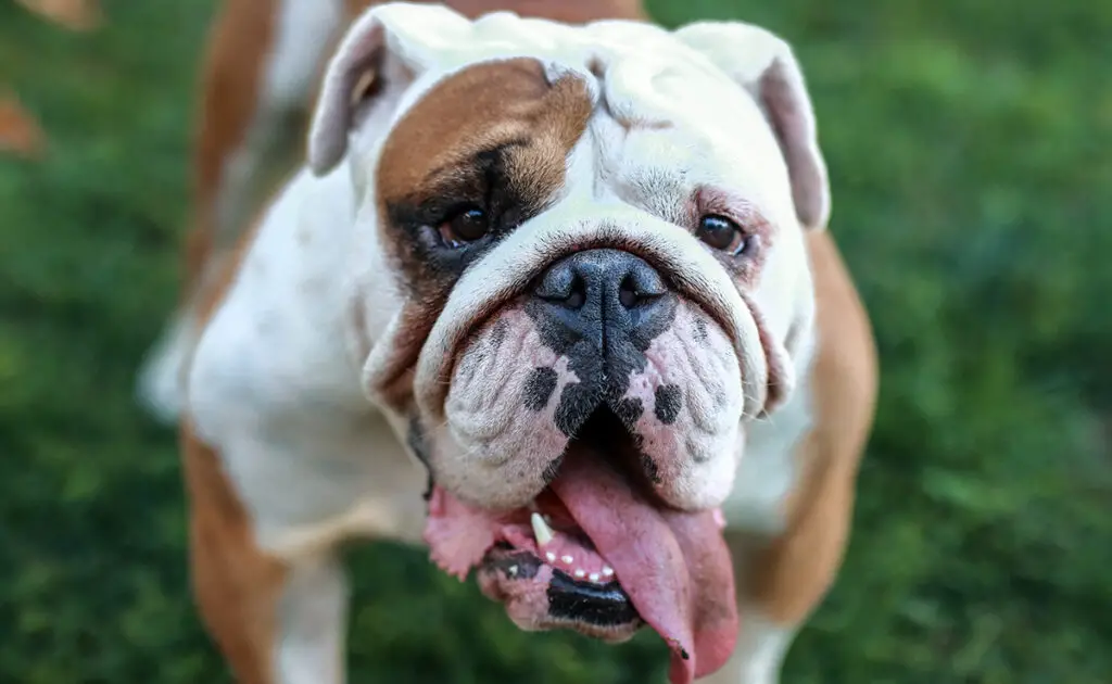 Hypertypes bij honden: een reëel gevaar voor bepaalde rassen! 1 hypertypes chiens 081950 1200 738