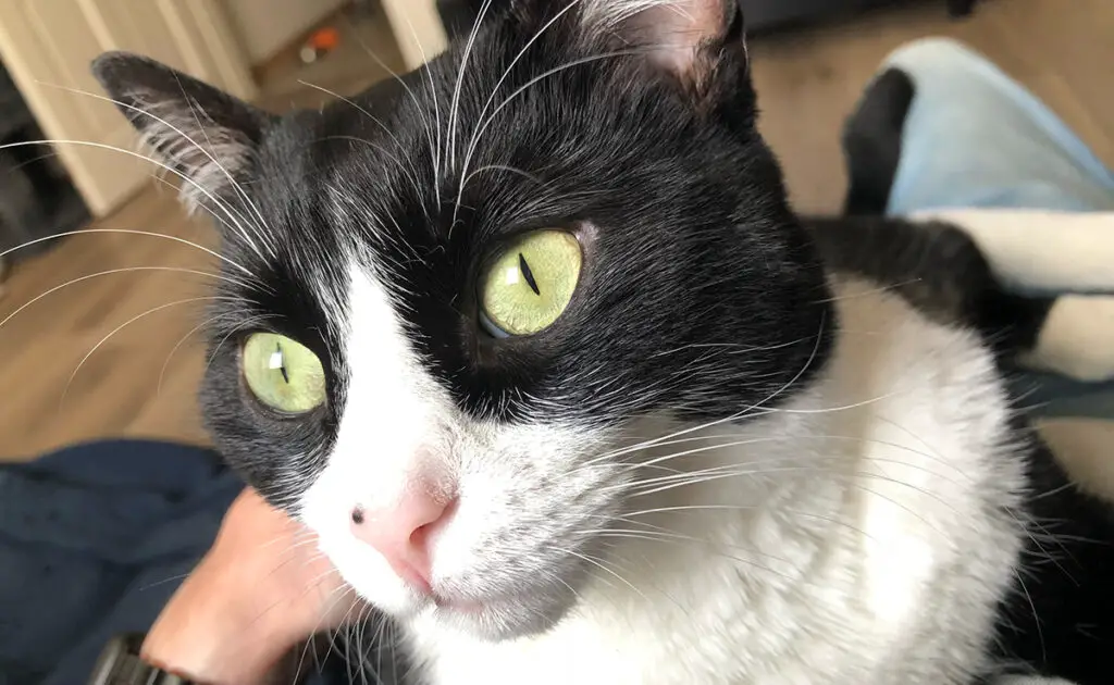 Wat is de beste straf voor een kat, zodat hij het begrijpt? 5 meilleure punition chat 083332 1200 738