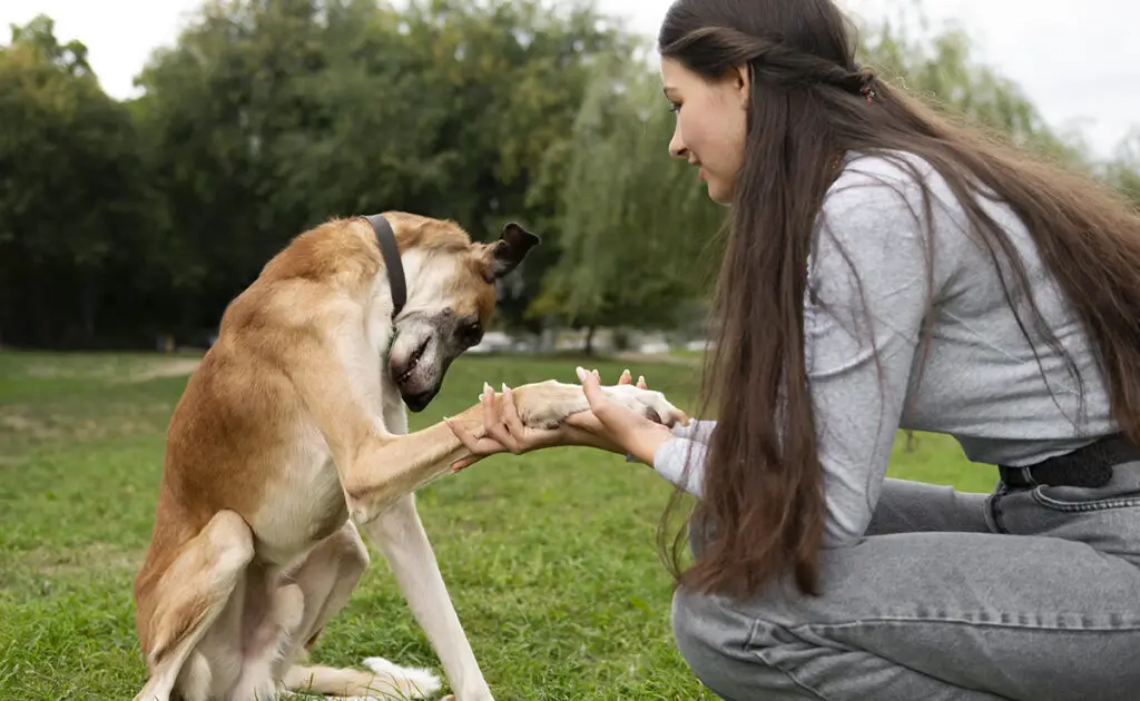 Wat is de beste straf voor een hond zodat hij het begrijpt? 2 meilleure punition chien 071912 1200 738