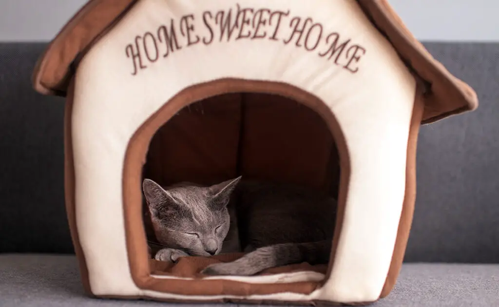 Kiest u voor een kennel voor uw kat? Is dit echt nuttig? 1 niche chat 064246 1200 738