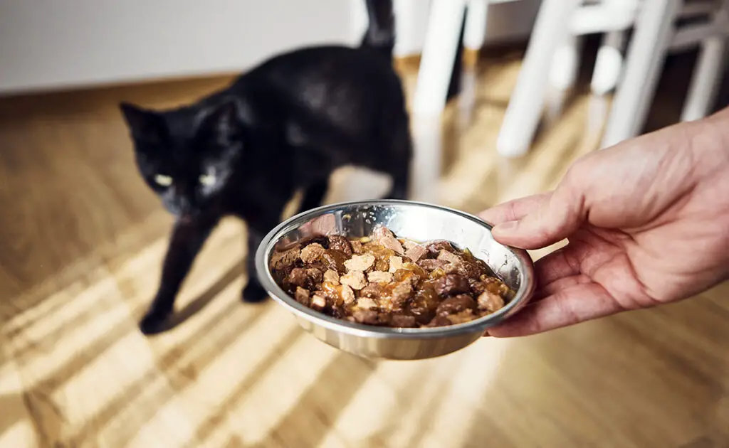 Mijn kat heeft een hekel aan brokjes, hij wil alleen maar puree! Moeten we ons zorgen maken? 1 patee chat 063715 1200 738