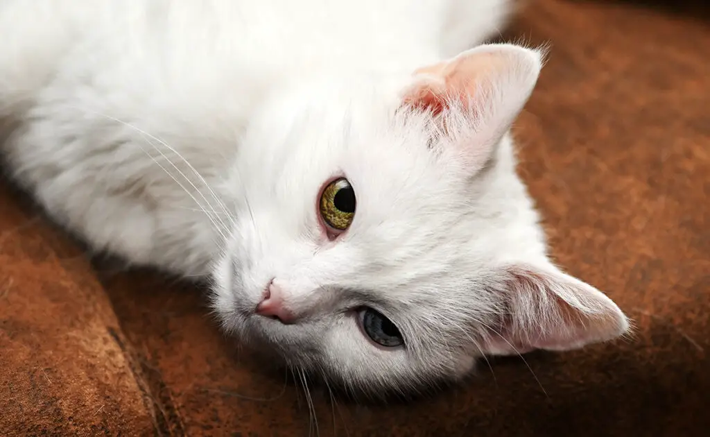 6 vooroordelen over de Turkse Angora: mythen, realiteiten en vooropgezette ideeën! 1 prejuge angora turc 062531 1200 738