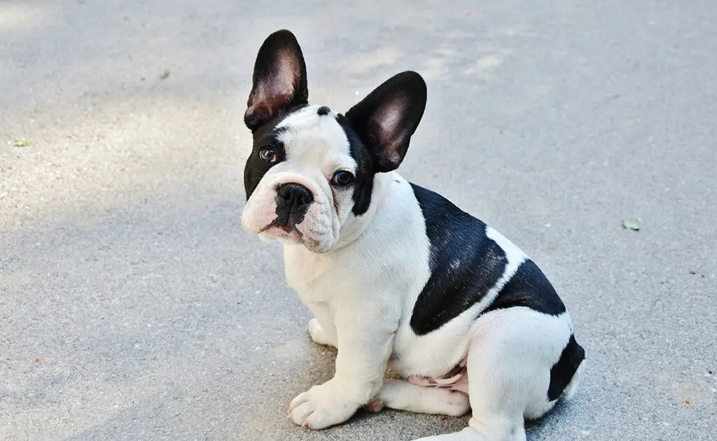 Hoeveel kost een Franse Bulldog bij een fokker? 2 prix bouldegogue francais 061639 1200 738