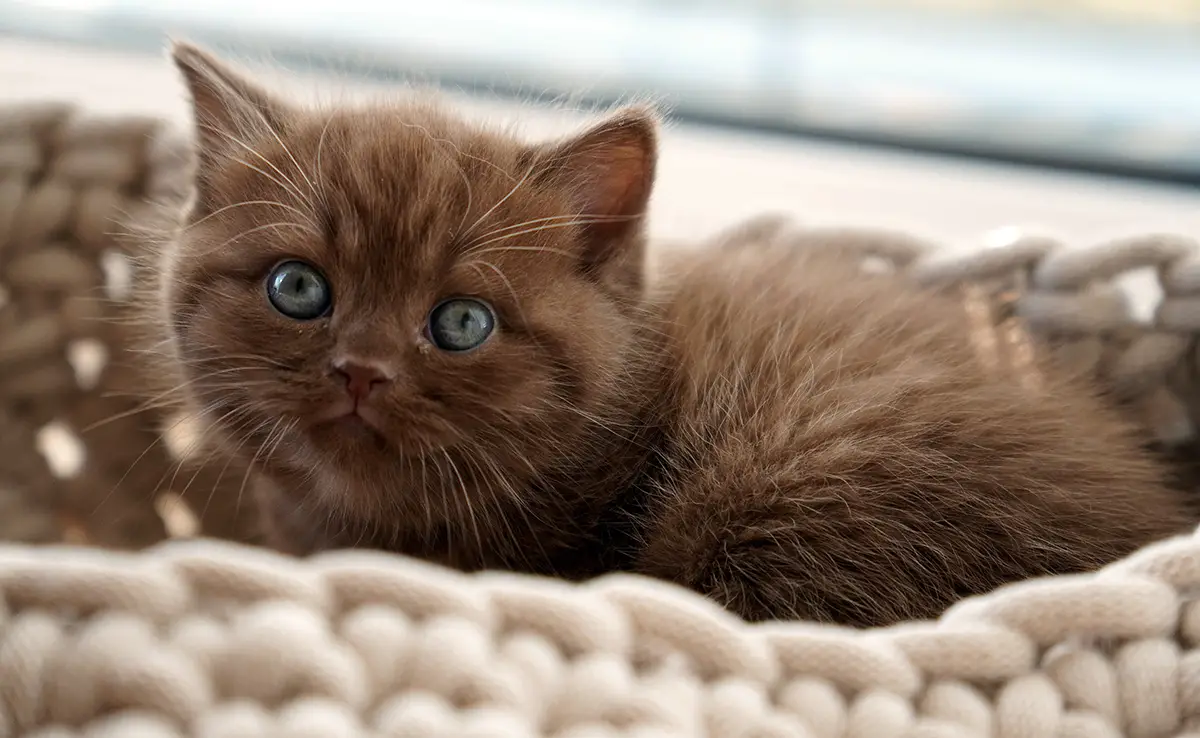 prix british shorthair 063249 1200 738