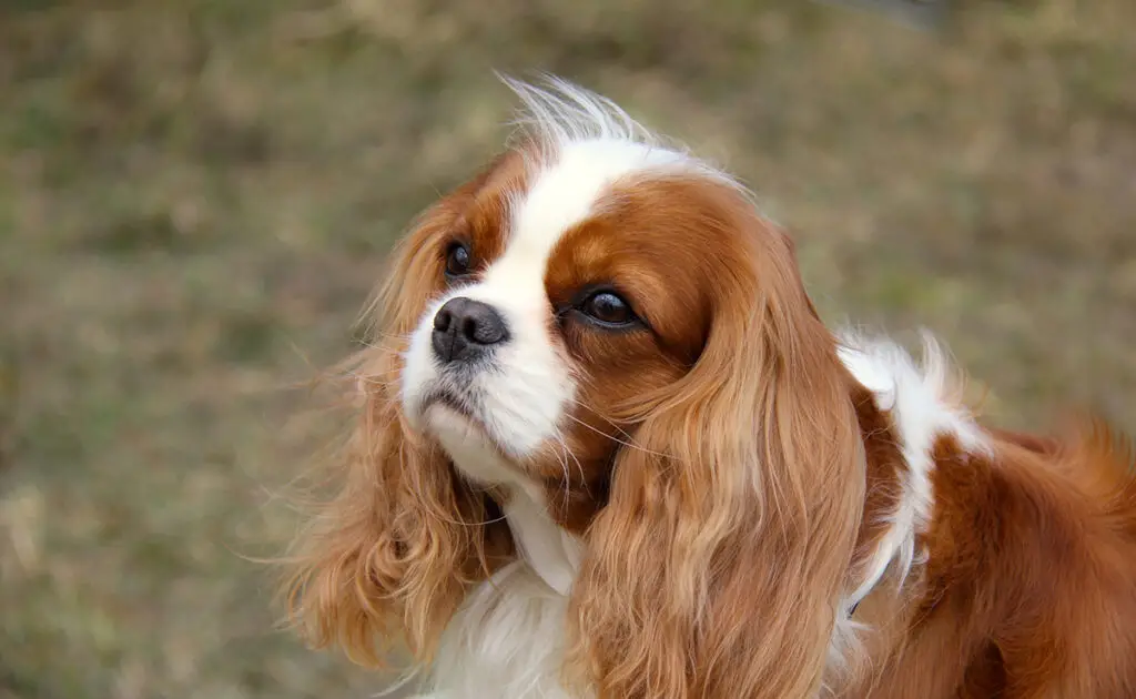 Wat is de prijs van een Cavalier King Charles bij een fokker? Welk jaarlijkse budget moet u plannen voor het onderhoud ervan? 6 prix cavalier king charles 084701 1200 738