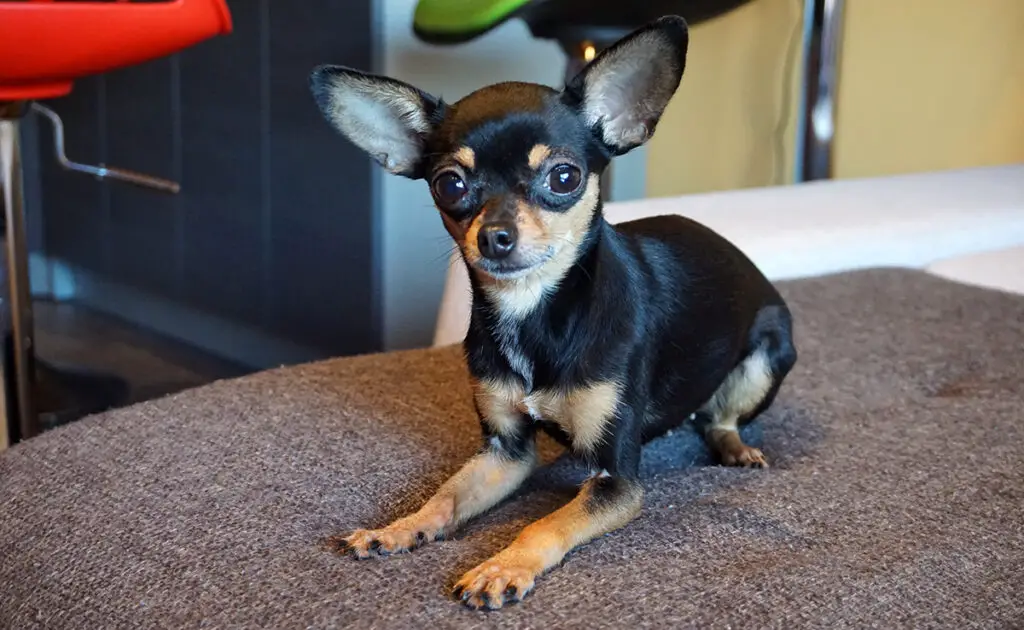 Hoeveel kost een Chihuahua bij een fokker? Welk jaarlijkse budget moet u plannen voor het onderhoud ervan? 1 prix chihuahua 085632 1200 738