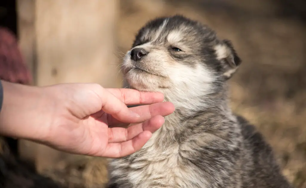 Wat is de 3-3-3 regel bij het adopteren van een hond? 2 regle 3 3 3 065750 1200 738