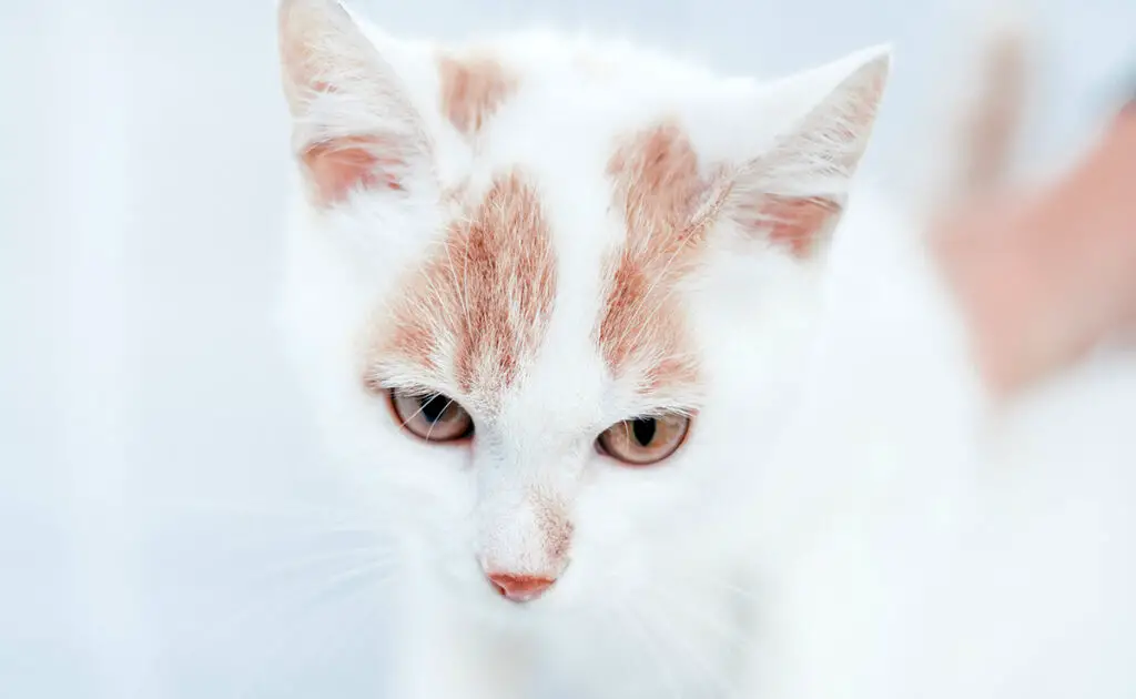 Rufus bij katten: een genetische bijzonderheid van de vacht! 1 rufus chat 080643 1200 738