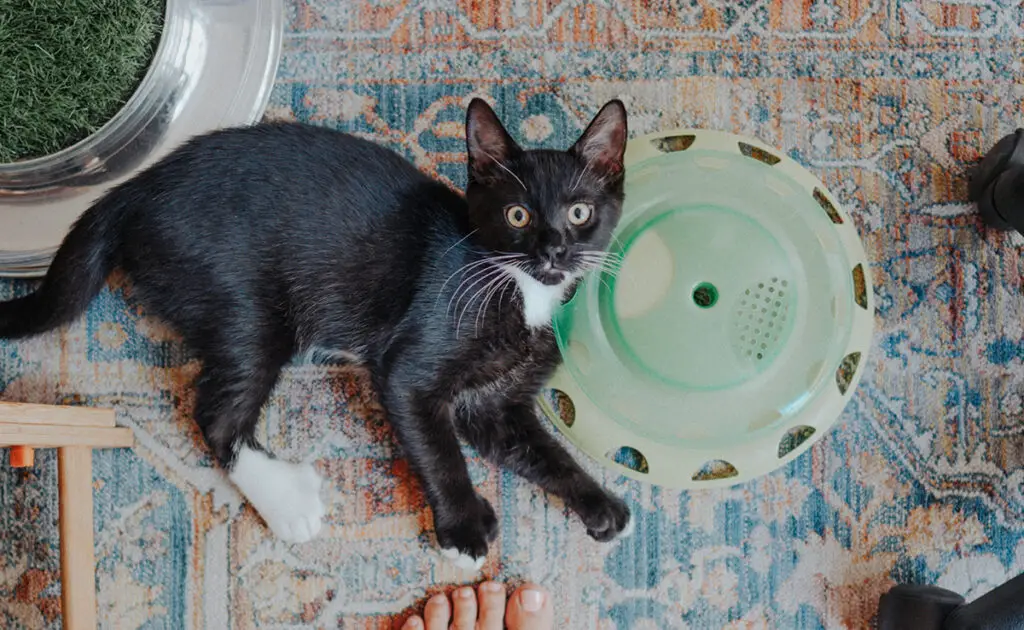 Kattenlikmat: wat zijn de voordelen? Moet je jezelf uitrusten? 1 tapis lechage chat 080234 1200 738