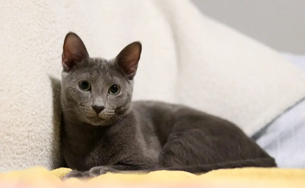 toiletter bleu russe 063048 1200 738