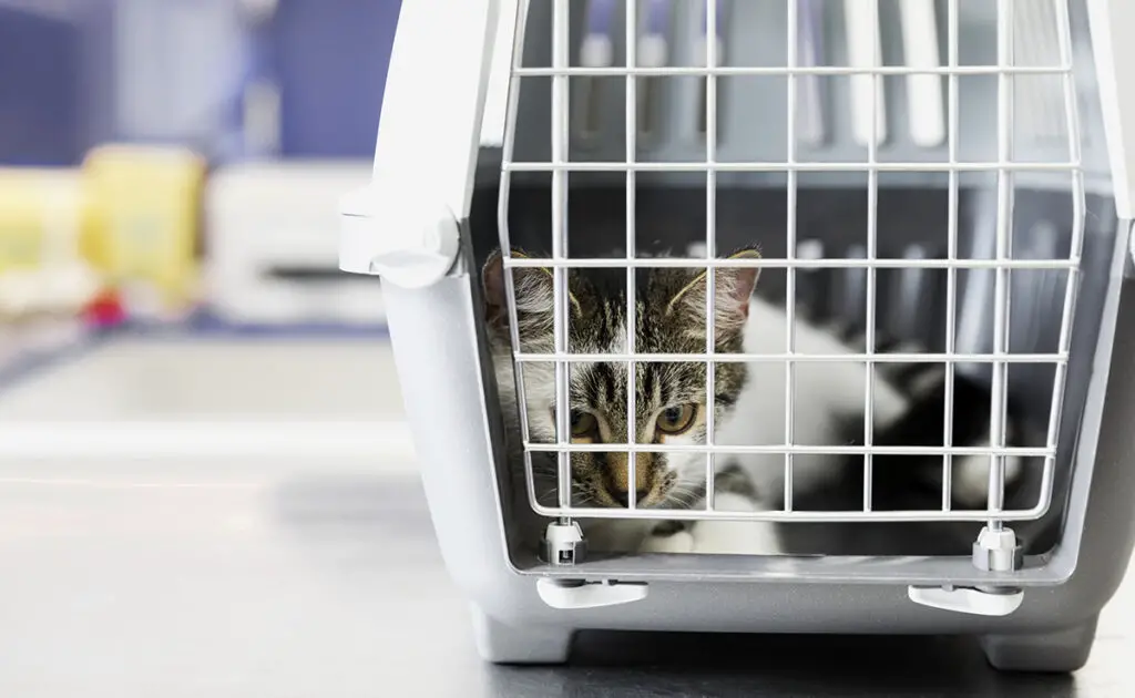 Je kat een kalmeringsmiddel geven op reis: goed of slecht idee? 1 tranquilisant voyage chat 062737 1200 738