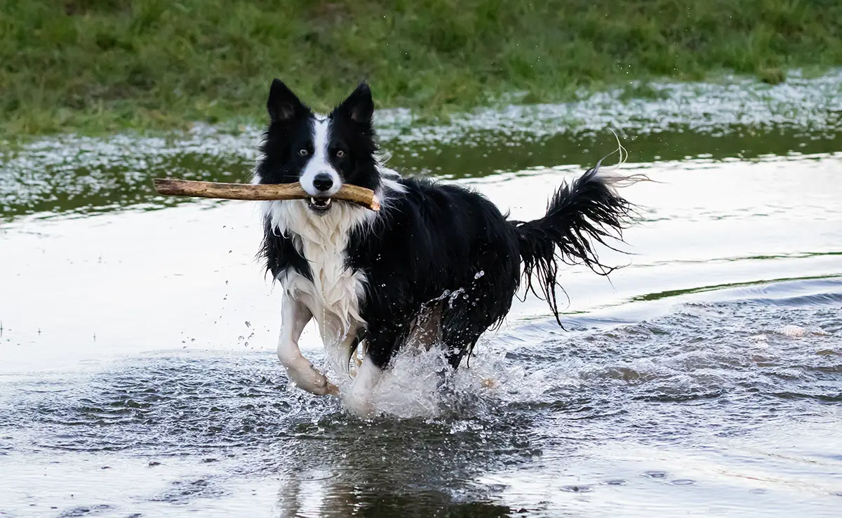 troubles environnementaux chiens 065433 1200 738