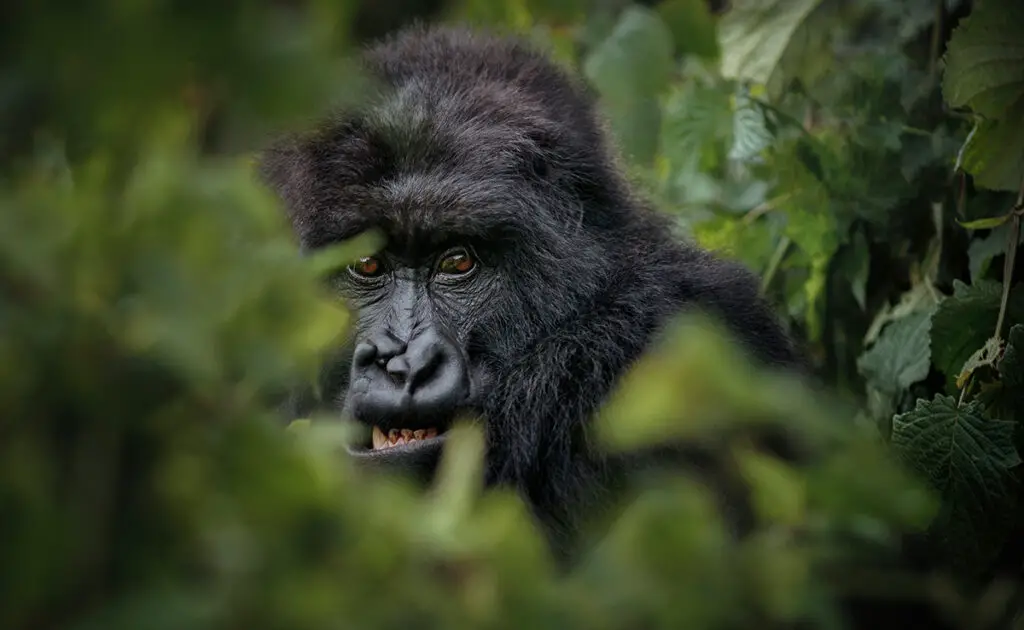 Wie zijn de roofdieren van gorilla's? 2 1768118421 predateur gorille 062241