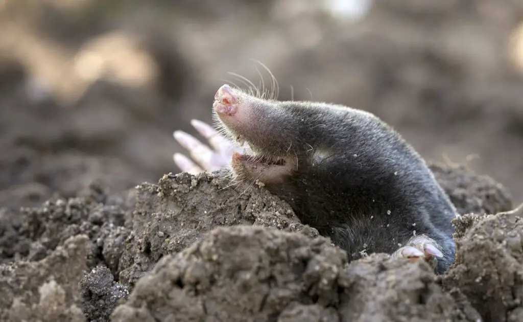 Hoe lang leeft een mol? Welke levensverwachting? 2 1768290311 esperance vie taupe 060353