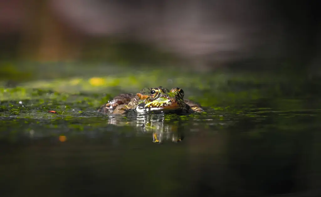 Wat is de ecologische rol van kikkers? Waarom zijn ze essentieel voor onze biodiversiteit? 8 1768550413 role ecologique grenouille 070637