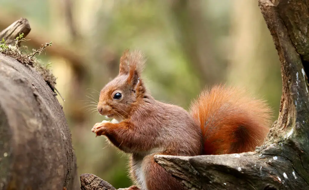 Wat is een typische dag voor de eekhoorn? Wat zijn de activiteiten? 9 1768636511 journee type ecureuil 070153