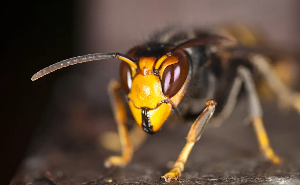 Invasieve insecten: waar hebben we het over? 5 voorbeelden! 1 1768983311 insecte invasif 055809
