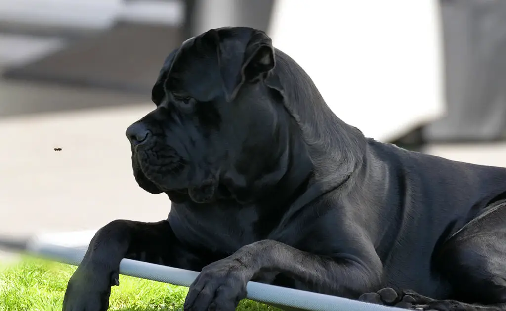 Is de Cane Corso een hond geschikt voor een gezin met jonge kinderen? 3 cane corso enfants 062108 1200 738