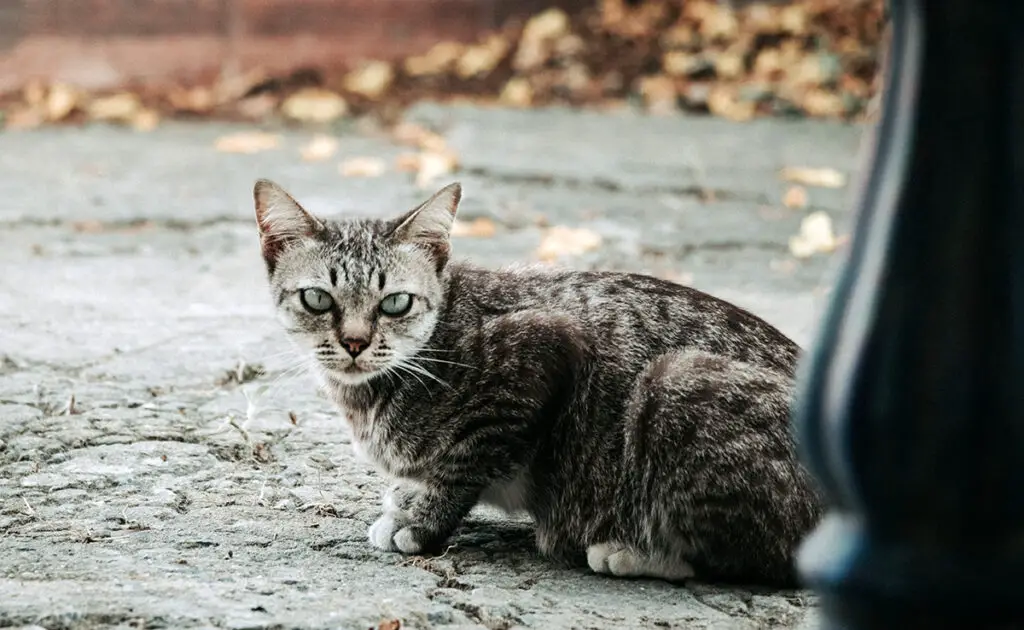 Wat is het karakter van de zwerfkat? 1 caractere chat errant 062211 1200 738